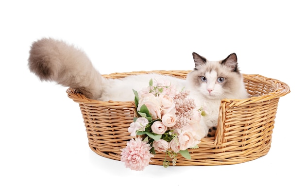 Young ragdoll cat six months old on white wall