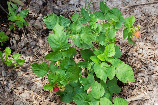 Young raspberry bush in the garden