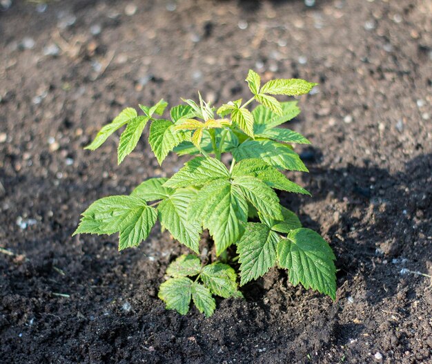 A young raspberry bush grows on the black fertile ground