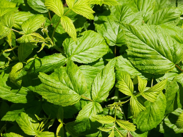 Young raspberry bushes, in the sun . High quality photo