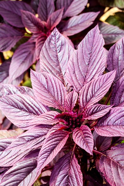 Молодой красный амарант (Amaranthus cruentus) соцветие крупным планом