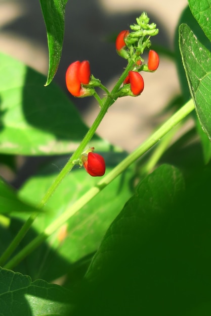 野菜畑の野菜畑に若い小豆の花