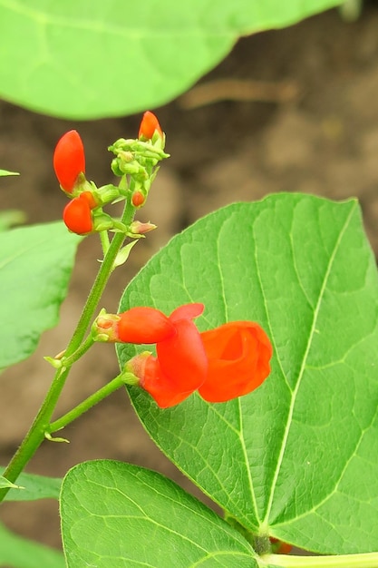 young red bean flowers in a vegetable garden on a vegetable farm