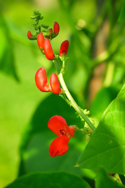 young red bean flowers in a vegetable garden on a vegetable farm