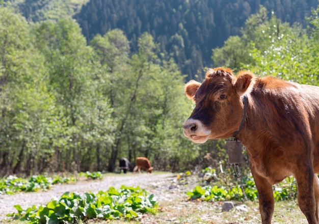 Young red calf in a mountain pasture