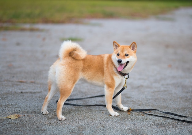 The young red cheerful fluffy dog shiba inu walks on the street