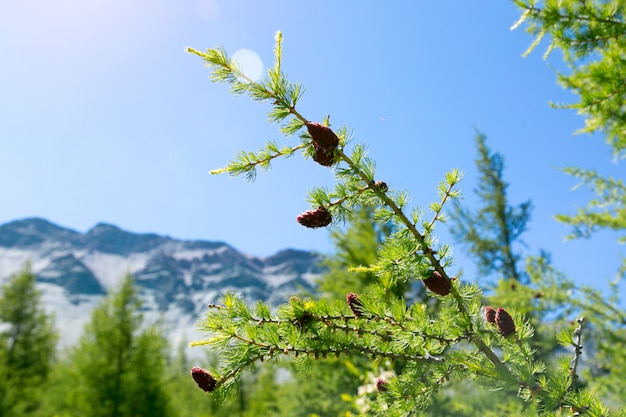 Young red cones of cedar.