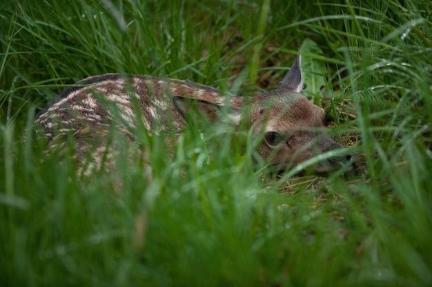 Молодой благородный олень лежит на зеленом лугу летом