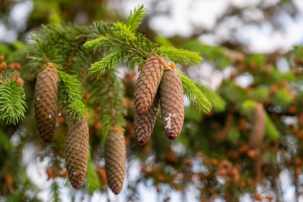 A young red fir cone on green branches on a green background with resin