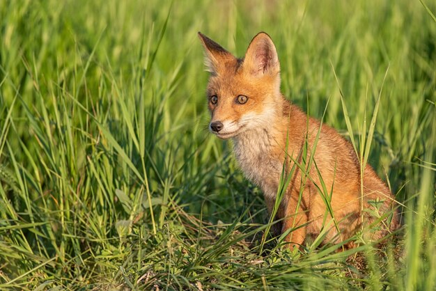 Photo young red fox in grass near his hole