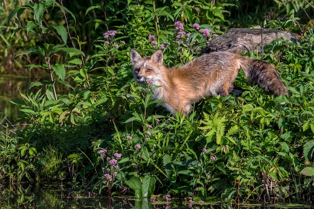 Young red fox standing in flowers