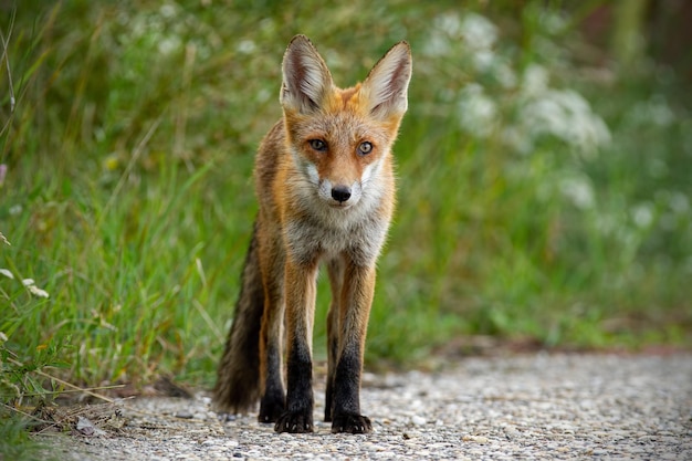 Young red fox standing on gravel roadside in summer