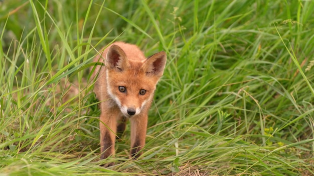 A young red fox stands in the grass Vulpes vulpes