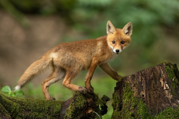 Young red fox walking on tree trunk in springtime nature