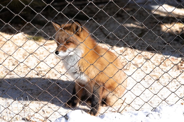 Young red fox in the zoo enclosure on a sunny winter day looks at freedom