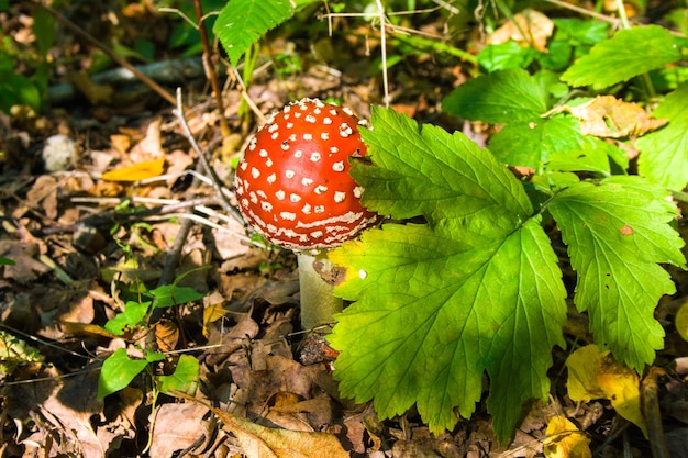 햇빛 아래 자치 숲의 녹색 잎 아래에서 자라는 어린 붉은 버섯 아마니타. 비행 agaric.