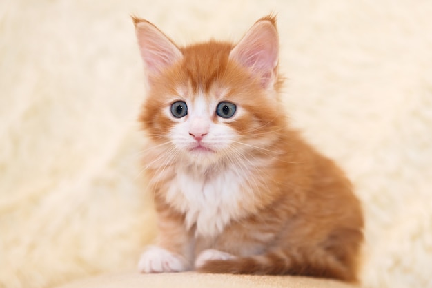 Young red-haired Maine Coon kitten