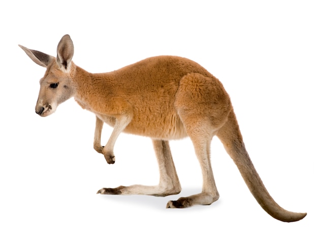 Photo young red kangaroo (9 months) - macropus rufus isolated