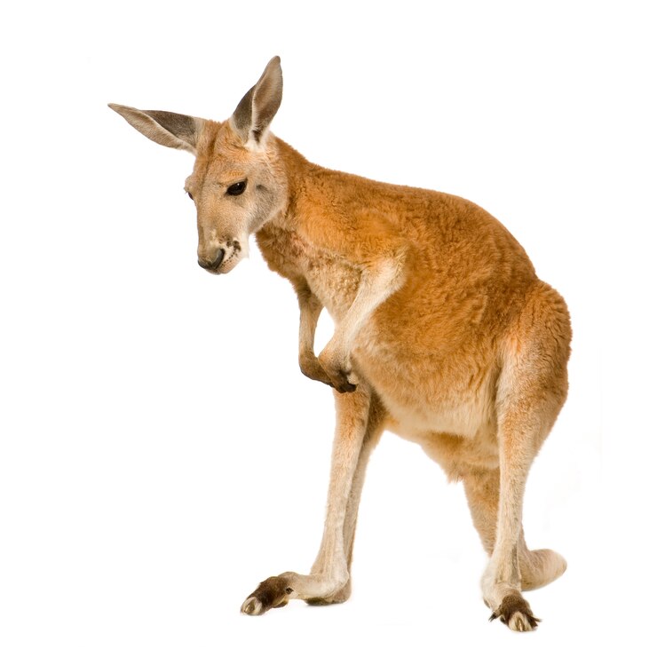 젊은 붉은 캥거루 (9 개월)-절연 Macropus rufus
