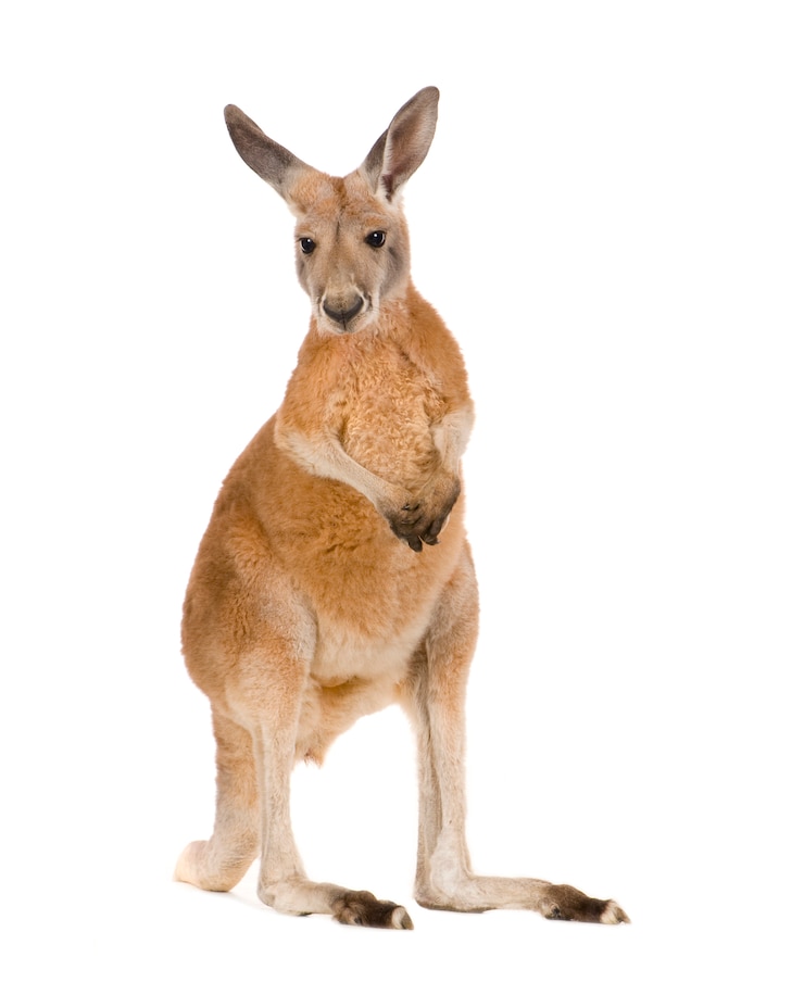 Photo young red kangaroo (9 months) - macropus rufus isolated
