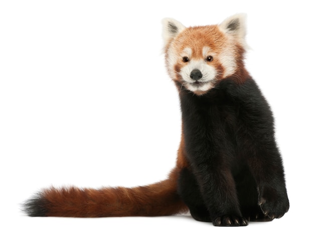 若いレッサーパンダや輝く猫、分離された白のailurus fulgens