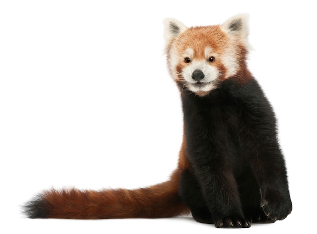 Young Red panda or Shining cat, Ailurus fulgens on white isolated