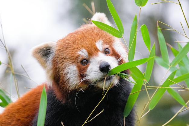 Young red pandas eating bamboo portrait of a panda eating\
bamboo