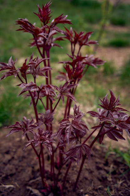Photo young red peony leaves in spring in the garden