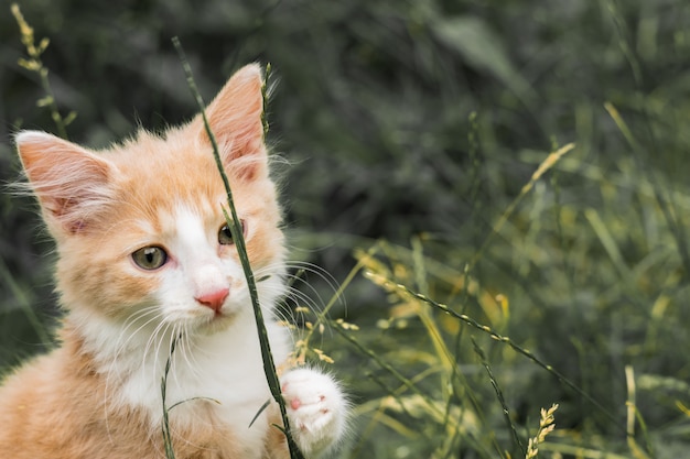 赤と白の若い猫が写真を撮ります。