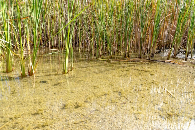 湖に映る若い葦