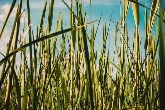 Young reeds sprouts on a warm sunny day against a blue clear sky. Natural green meadow