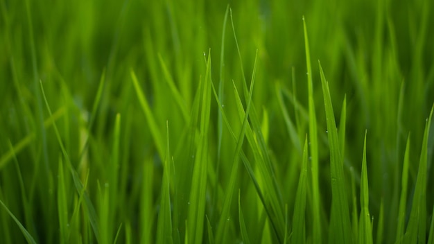 Photo young rice plant close up