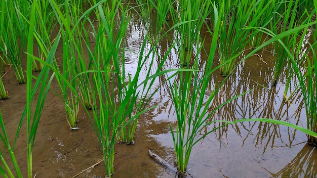 young rice plant wallpaper