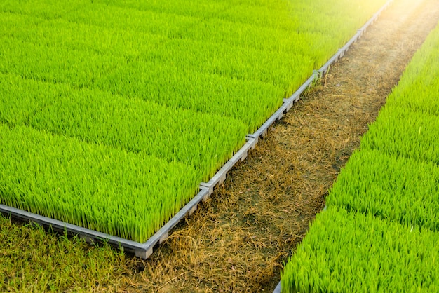 Young rice sprout in the box ready to growing