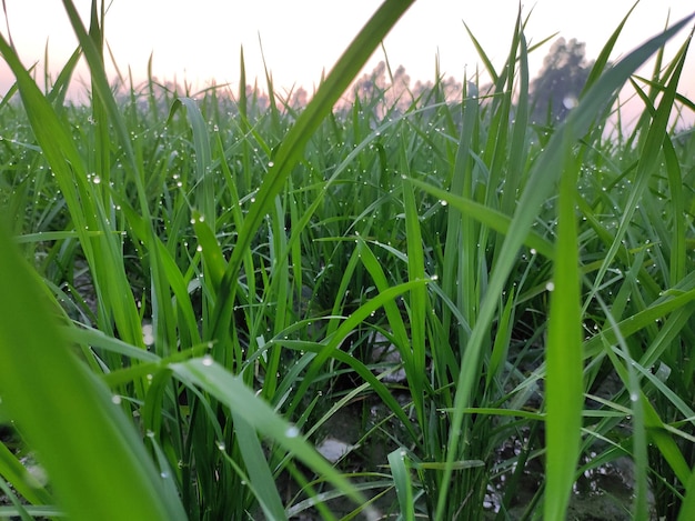 Фото Молодое рисовое дерево на рисовом поле