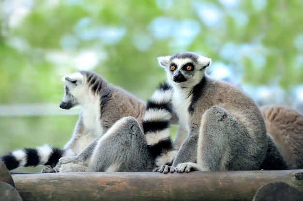 Young ring-tailed lemur