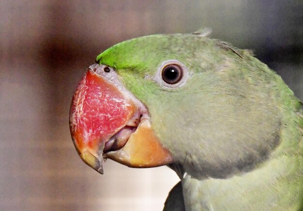 Photo young ringneck parrots of green color in the zoo