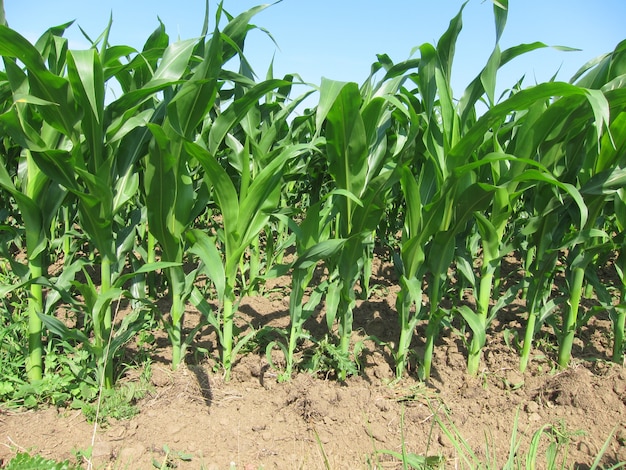 Young ripening maize with blue sky