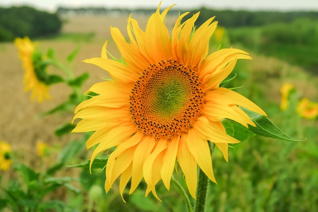 a young ripening sunflower grows in a field. sunflower cultivation concept