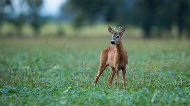 Young roe deer buck standing on a agricultural field at dusk in summer