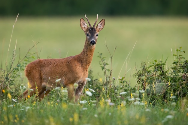 Young roe deer buck standing among blooming wildflowers in summer nature