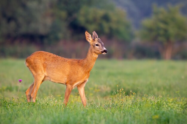 Young roe deer buck in summer on a fresh green grass