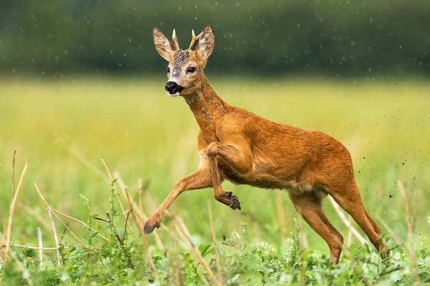 Photo young roe deer buck with small antlers caught in action of running in high speed