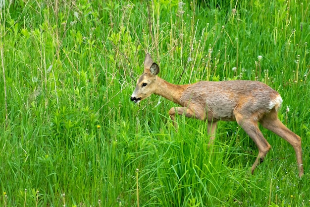 Young roe deer in the green grass in the meadow