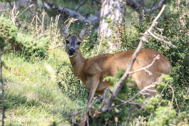 Photo young roe deer look at me