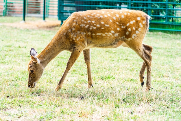 young roe deer in a white spot grazes on the grass