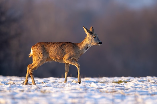 Young roe deer in winter walking on snow