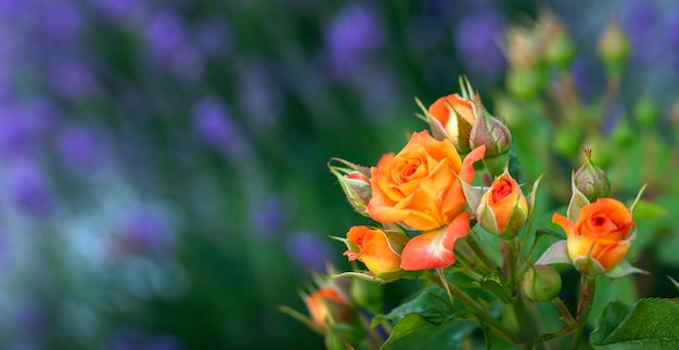 Giovane bocciolo di rosa, messa a fuoco selettiva. su uno sfondo di fiori di rosa blu, con spazio per il testo.