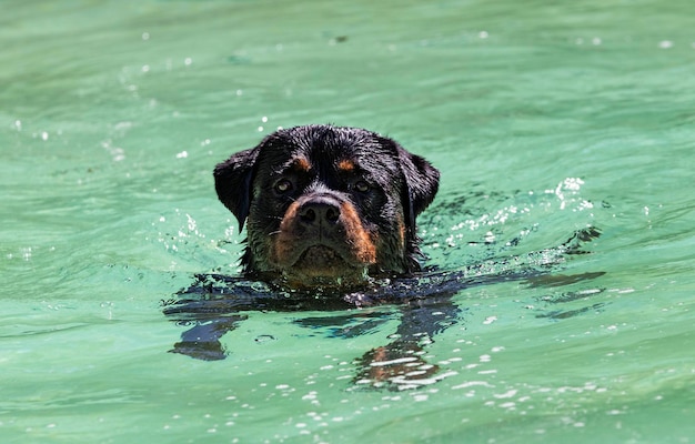 Young rottweiler and swimming pool