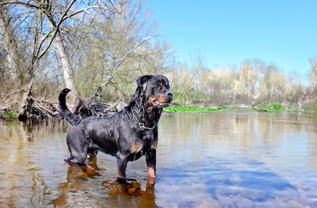 Foto giovane rottweiler che nuota in un fiume in estate